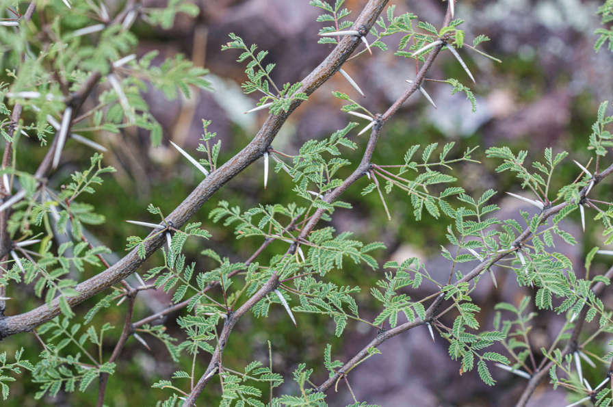 White-thorn acacia