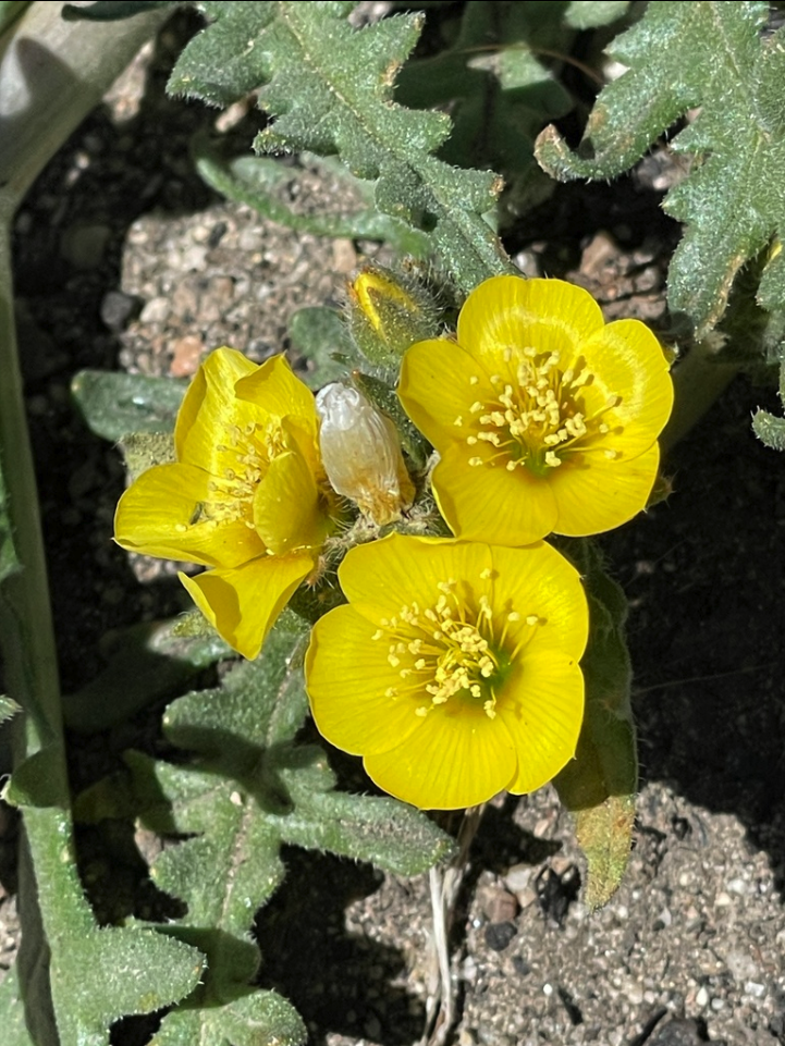 Whitestem blazing star