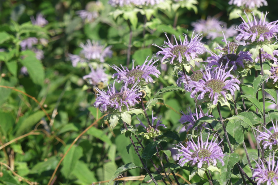 Wild bergamot