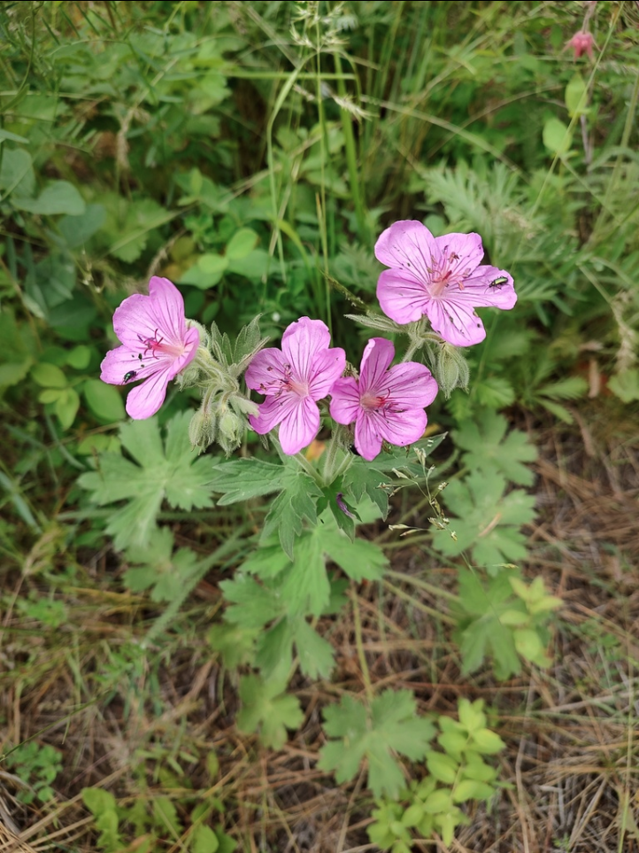 Wild geranium