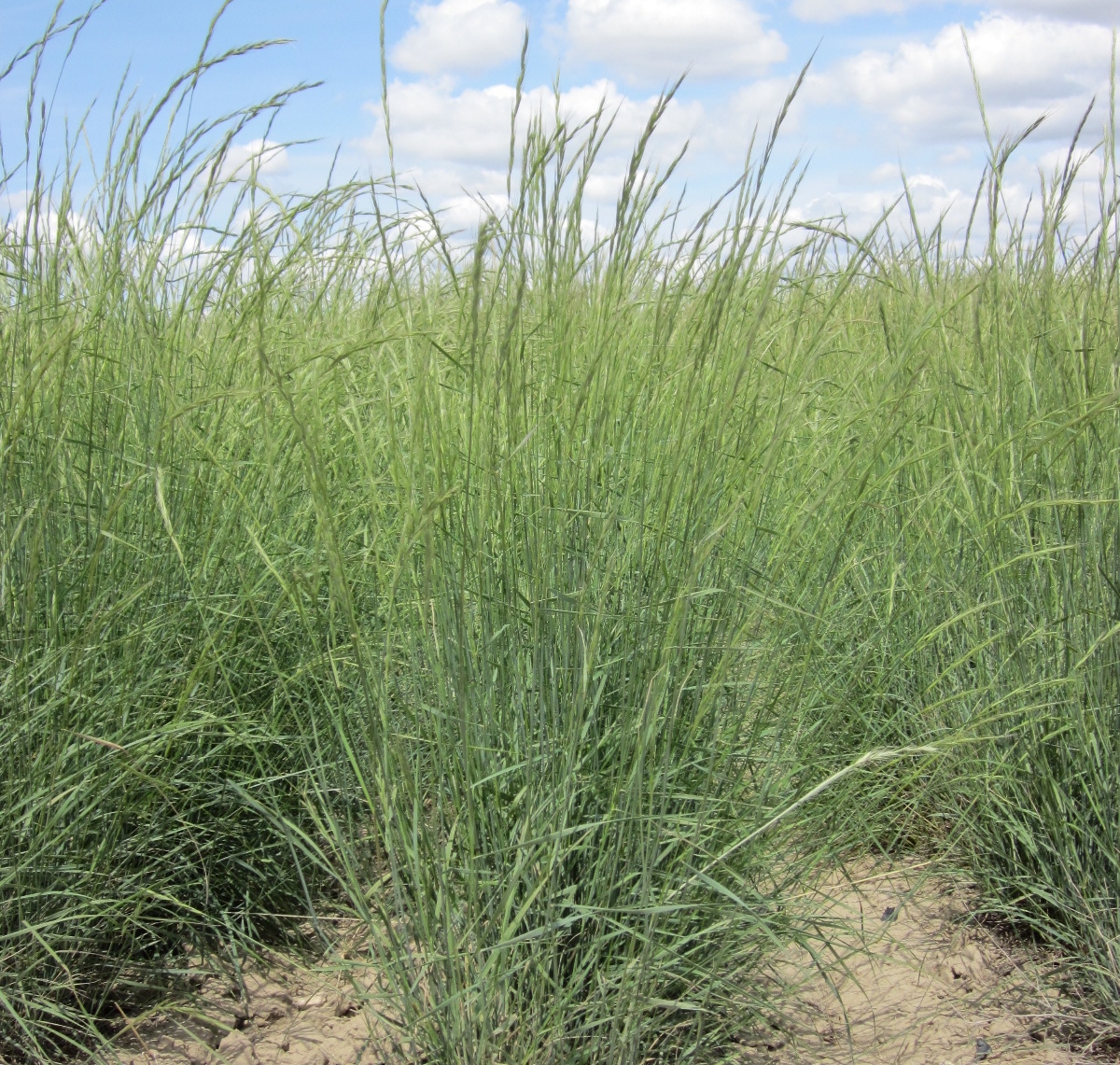 Snake River wheatgrass