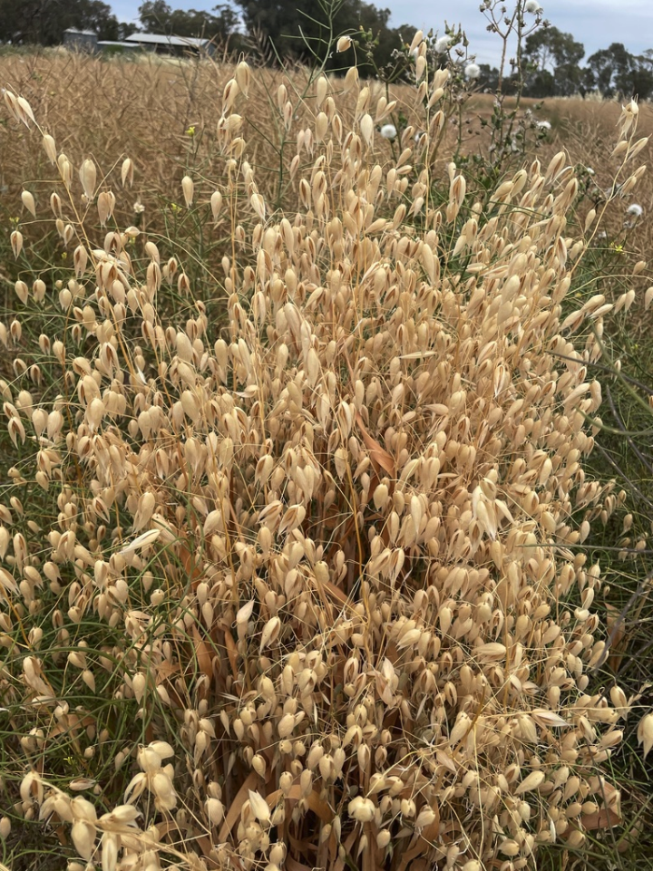 Winter Oats