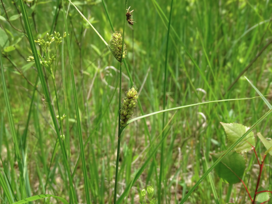 Woolly sedge