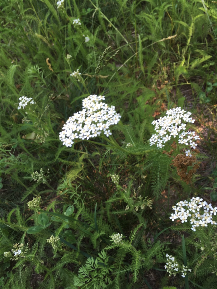 Yarrow, White