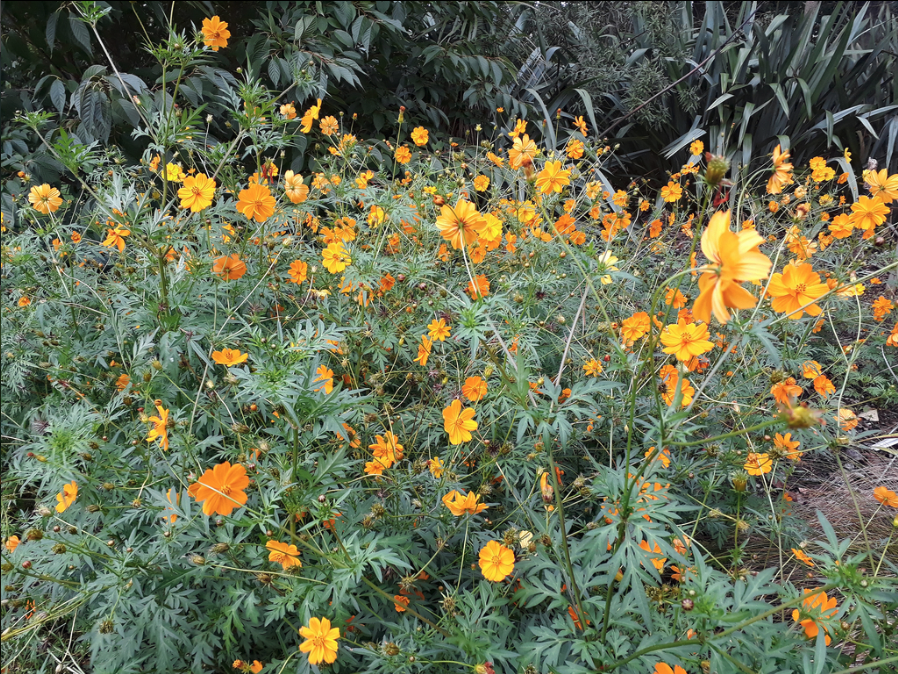 Yellow cosmos
