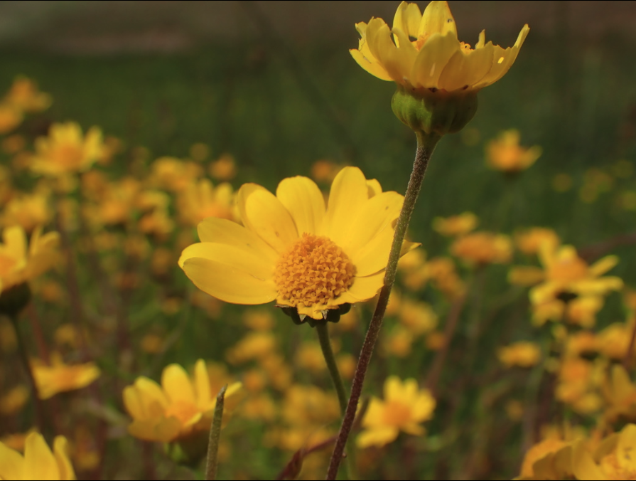 Yellowray Goldfields