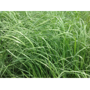 Teff Grass Coated