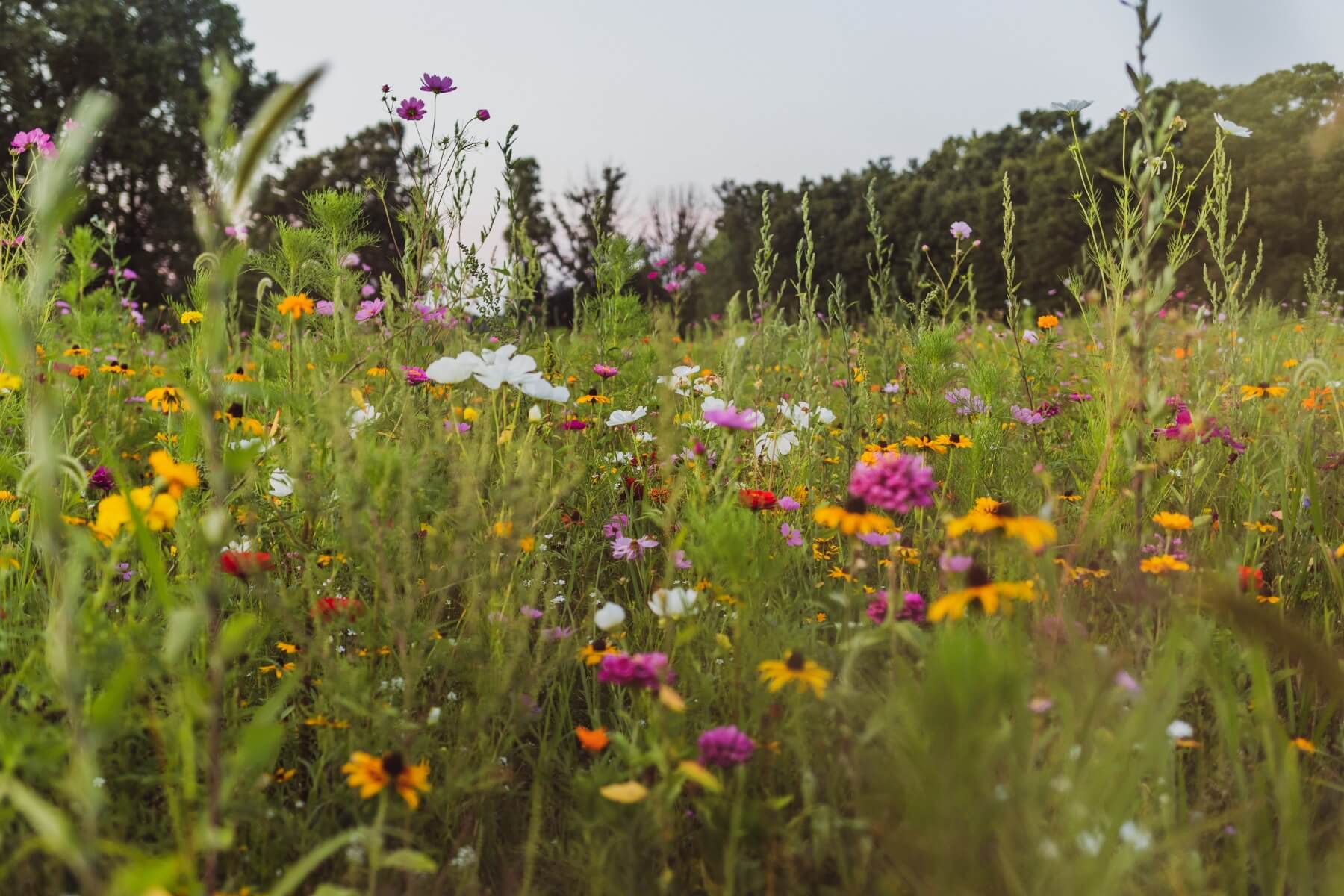 Midwest Wildflower Mix