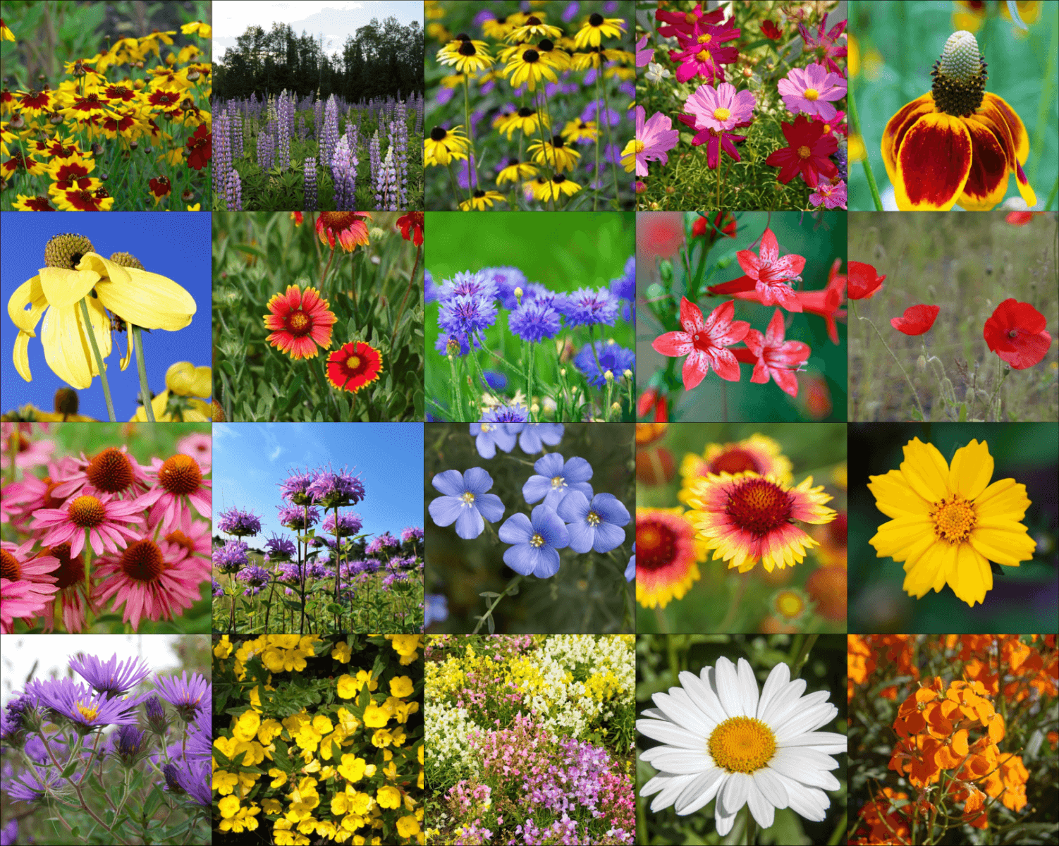 Northeast Wildflower Mix