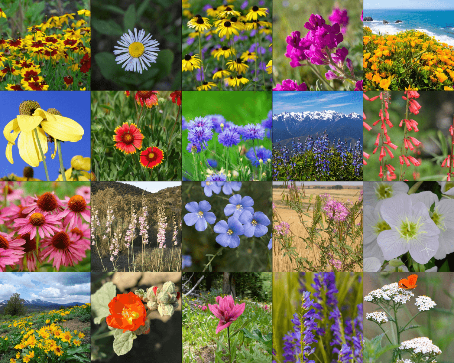 Rocky Mountain Wildflower Mix