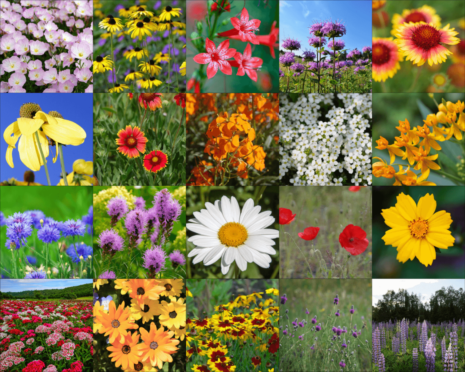 Southeast Wildflower Mix