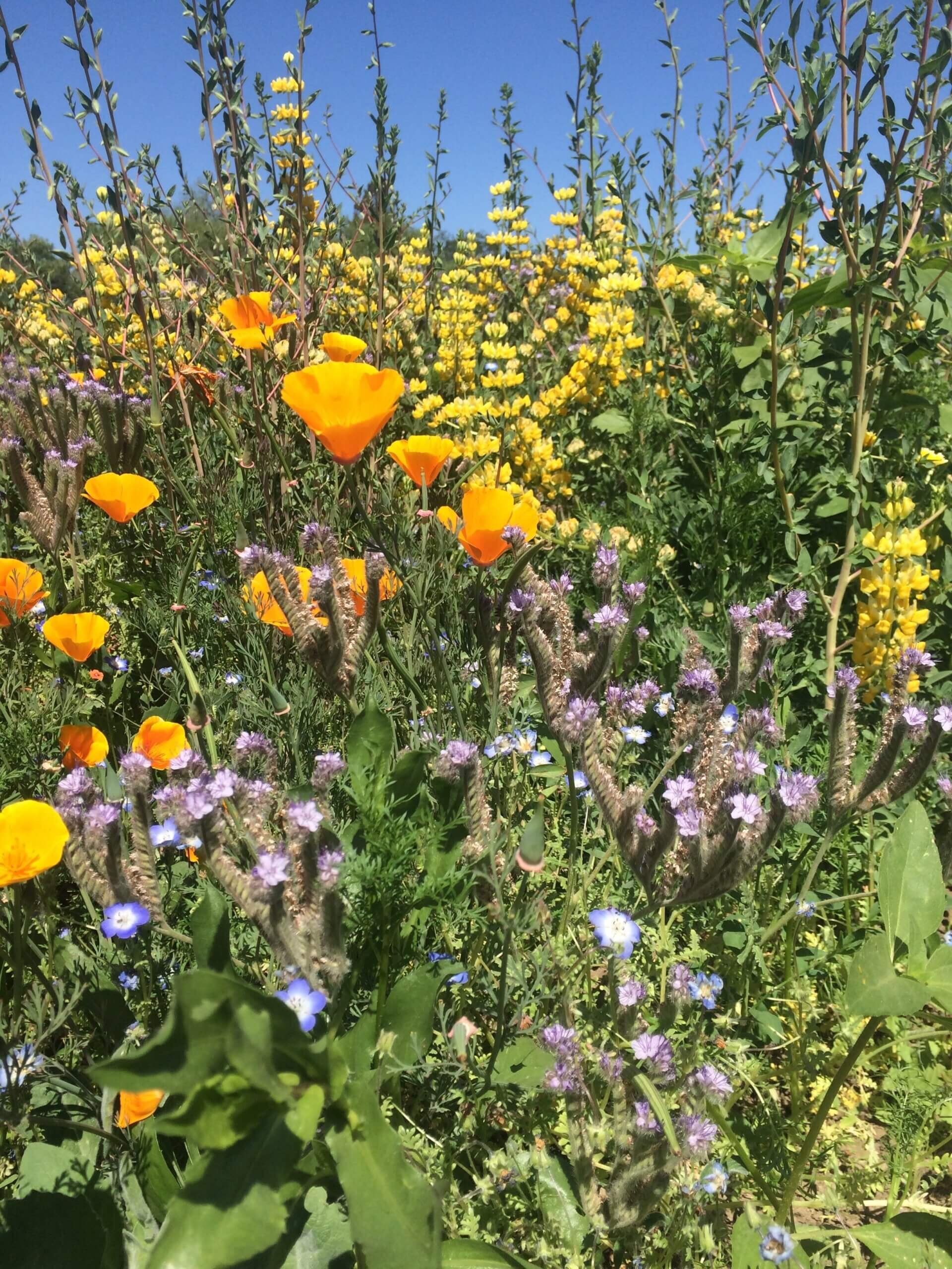 CA Central Valley Pollinator Mix (Xerces)