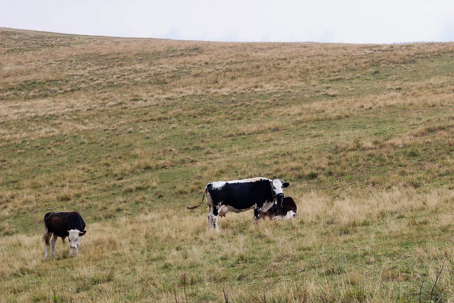 Northwestern Dryland Forage Blend