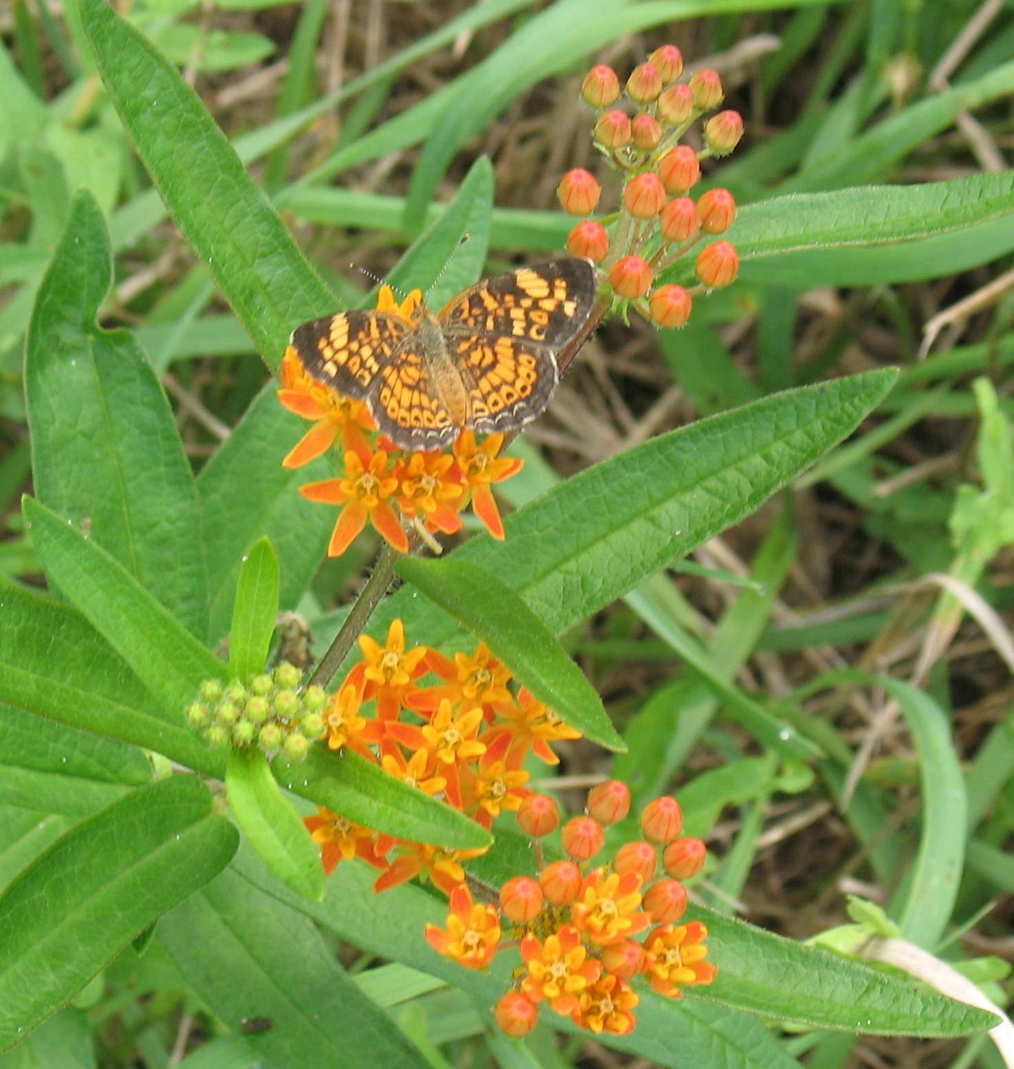 Bird and Butterfly Wildflower Mix