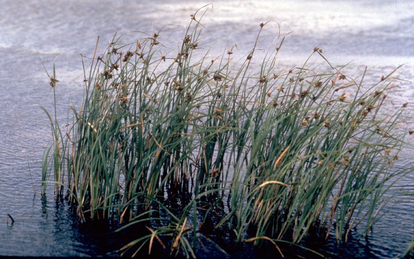 Alkali bulrush