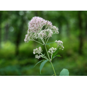 Sweet Joe Pye Weed