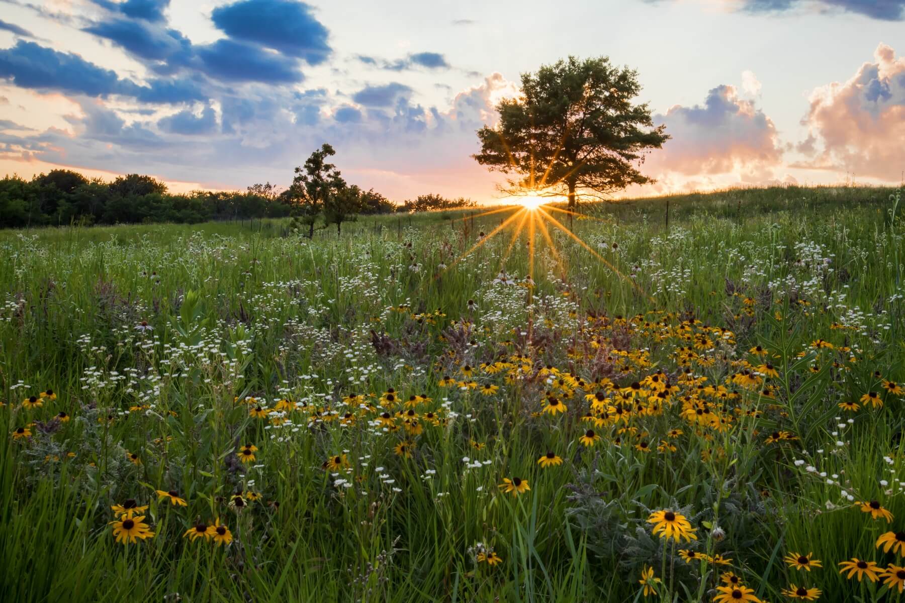 Pretty Prairie Tallgrass Mix