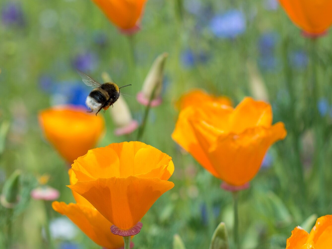 Blooms Wildflower Blend