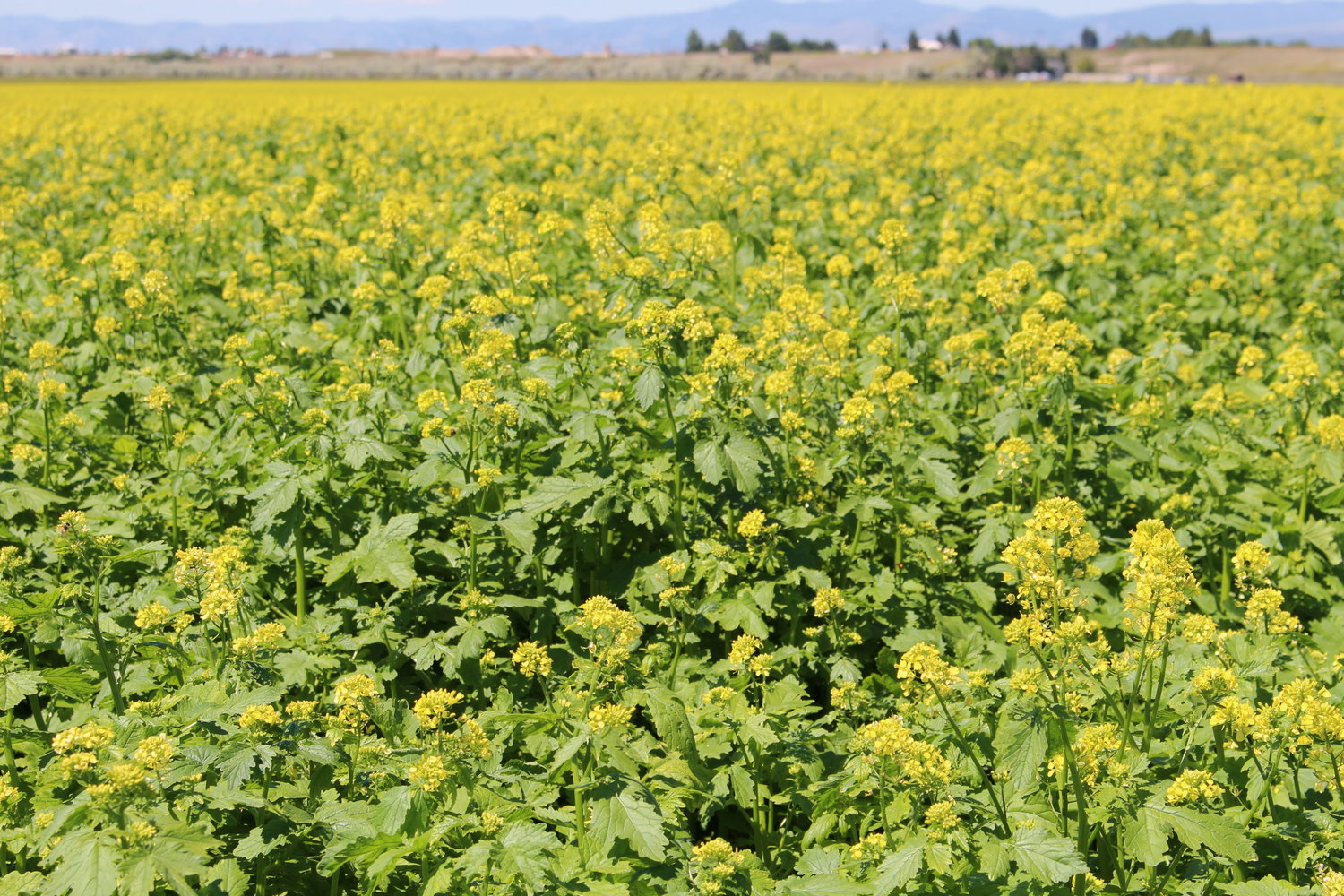 Mustard Biofumigant Blend