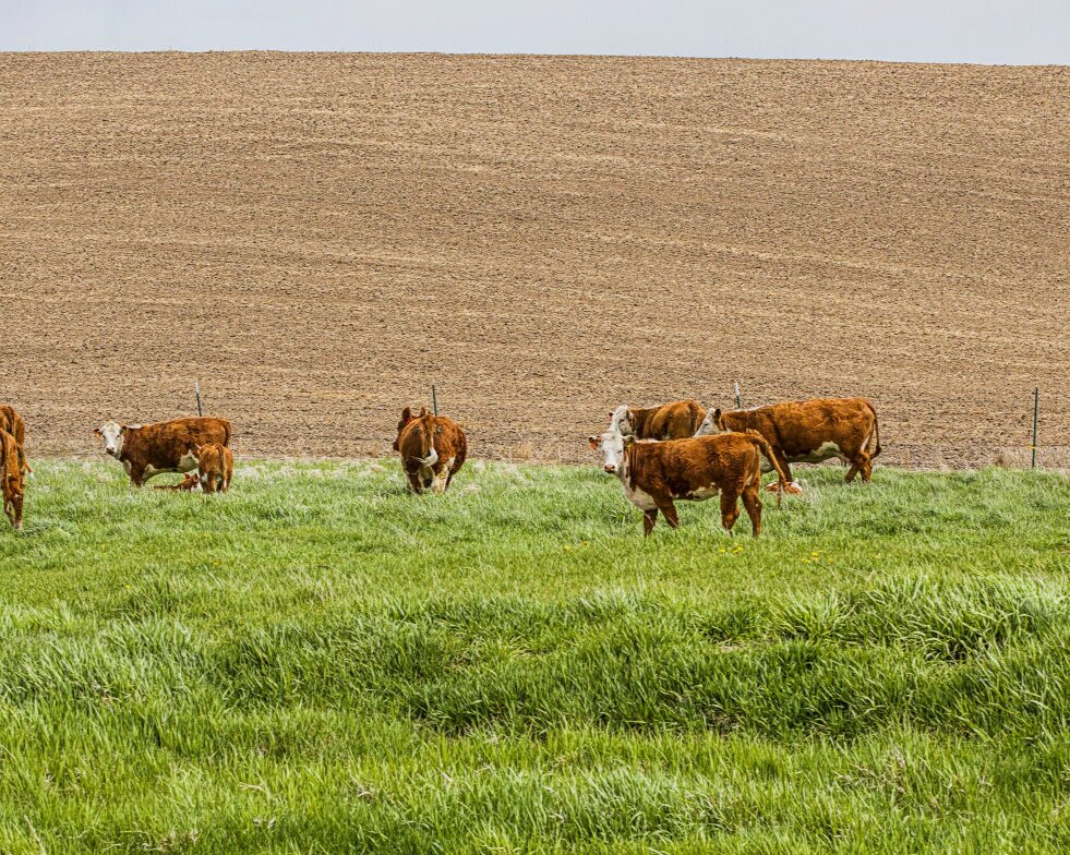 Premium Irrigated Pasture Blend