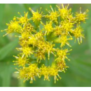 Goldenrod, Grass Leafed