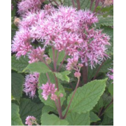 Joe Pye Weed, Spotted