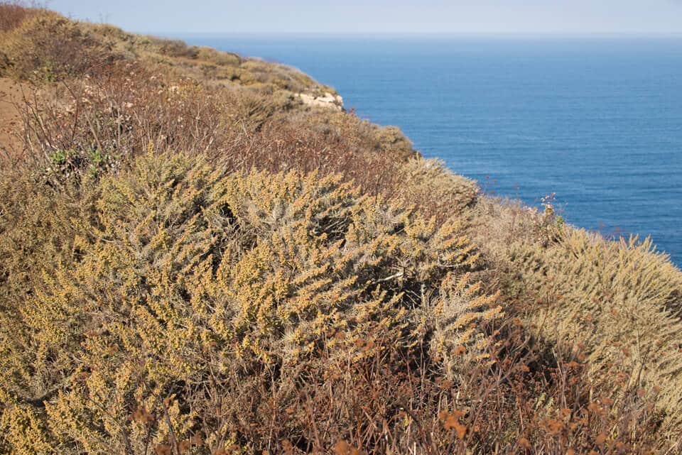 Coastal Sage Scrub Mix