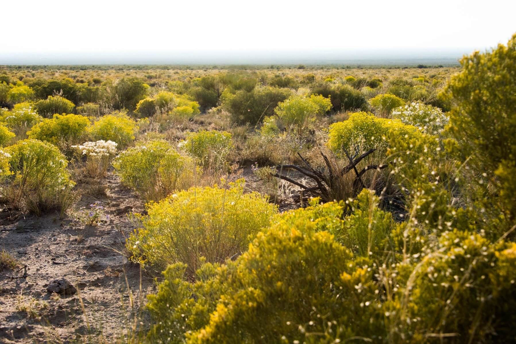 Desert Sage Scrub Mix