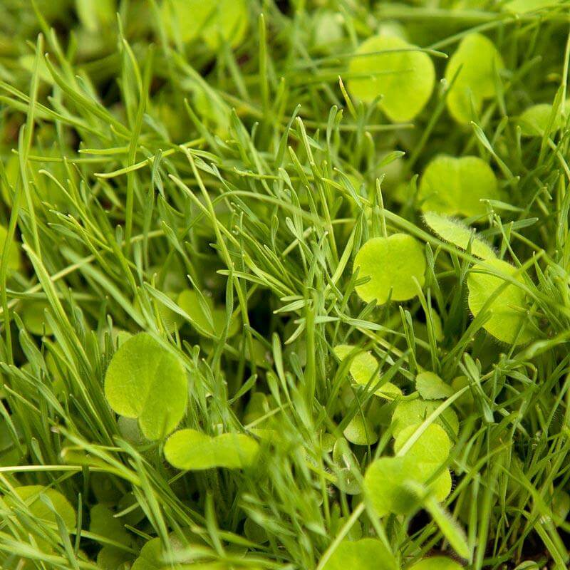 California Native Erosion Control Mix