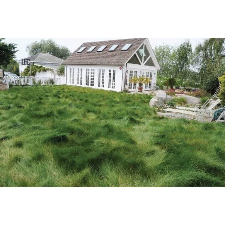 California Native Fescue Mix