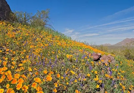 Southwest Desert Wildflower Mix
