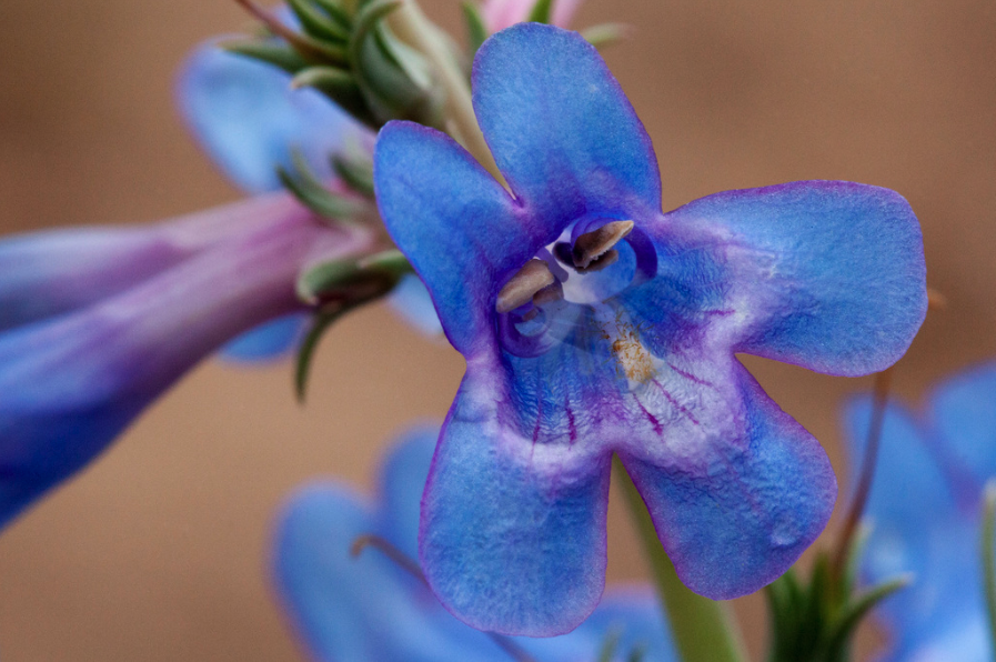 Broadbeard penstemon (beardtongue)