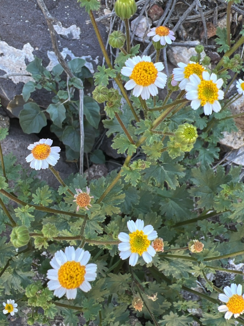 Desert daisy