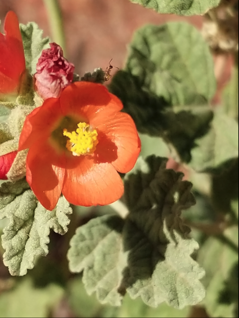 Desert globemallow