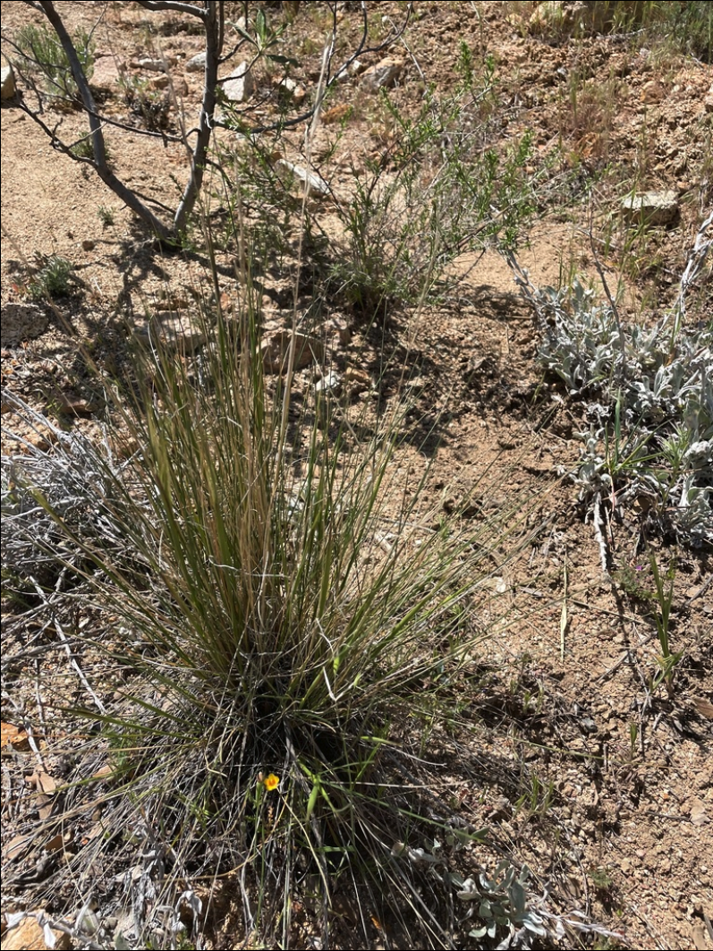 Desert needlegrass