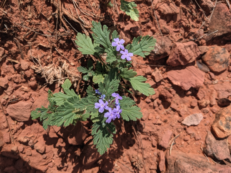 Desert verbena