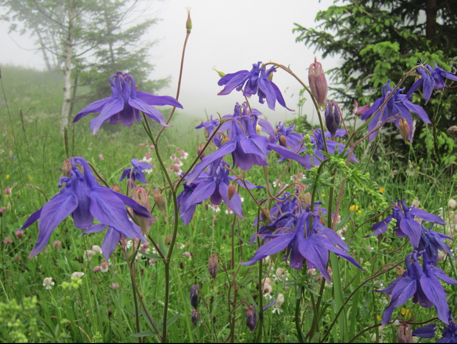 Dwarf columbine