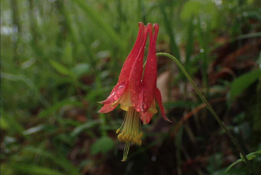 Eastern red columbine