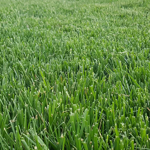 Tuff Turf Fescue, Premium Blend