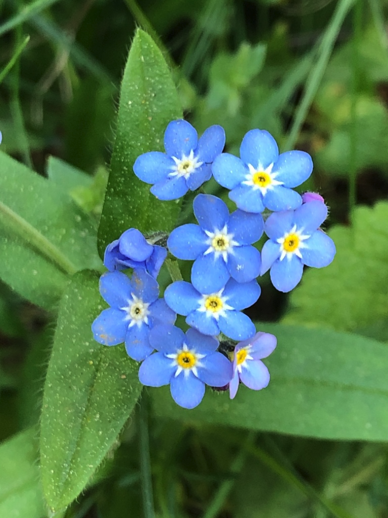 Forget-me-not