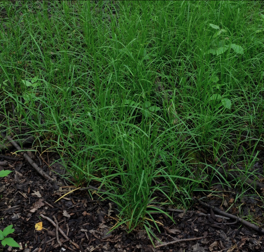 Fowl mannagrass
