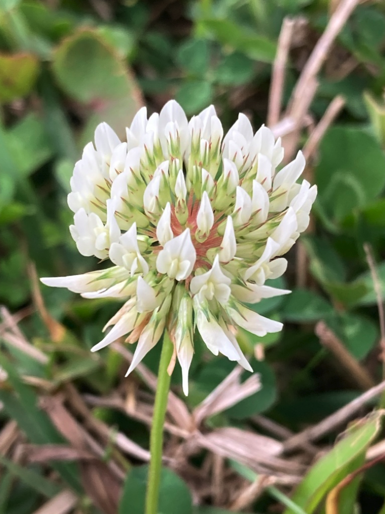 Ladino clover