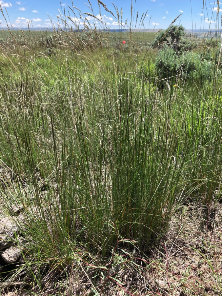 Letterman needlegrass