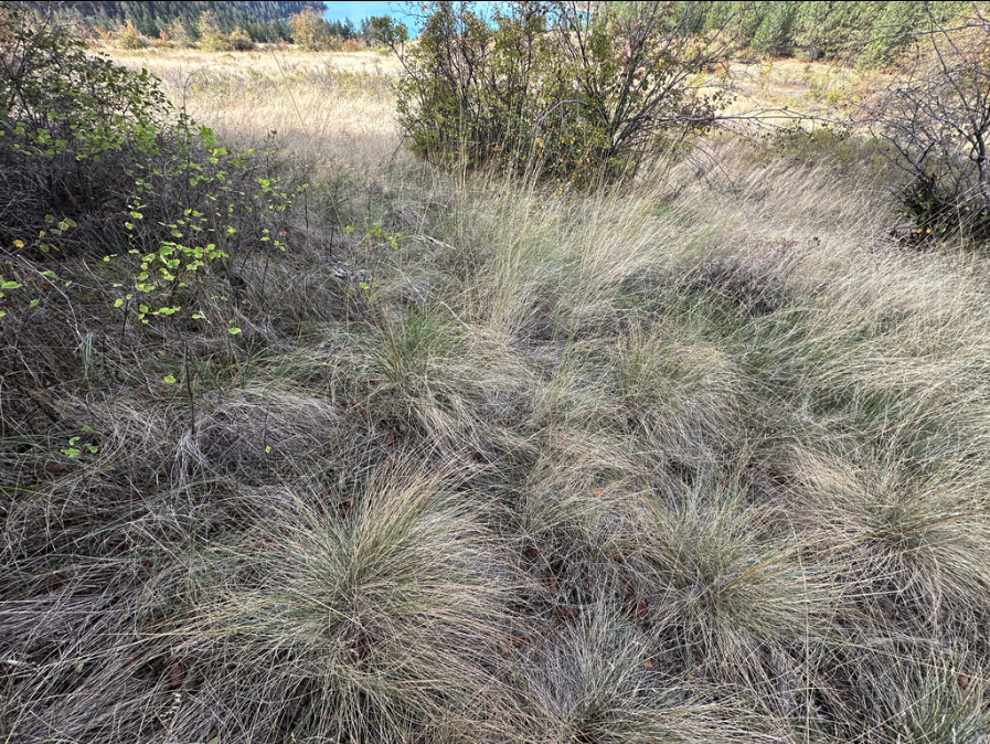 Bluebunch wheatgrass