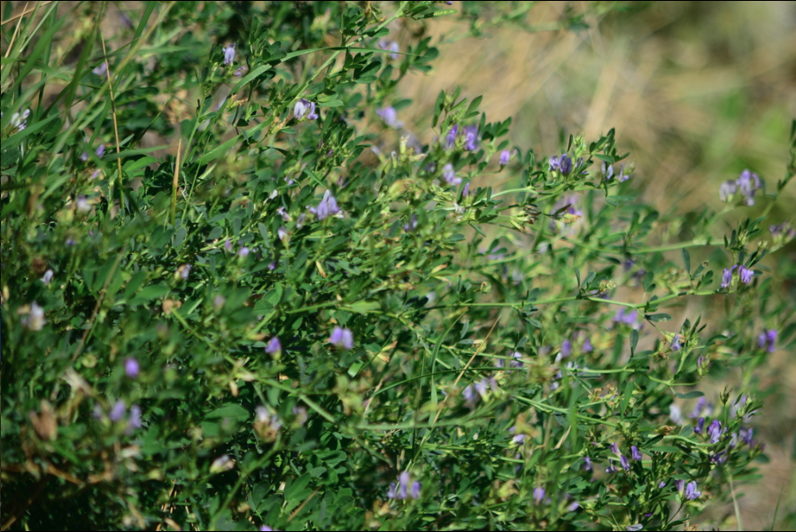 Alfalfa