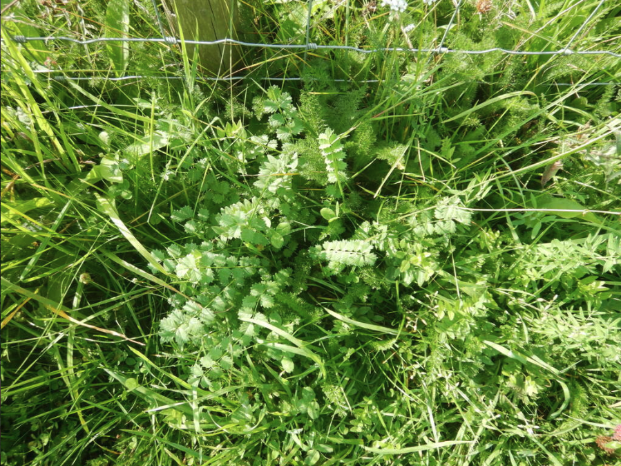 Small burnet