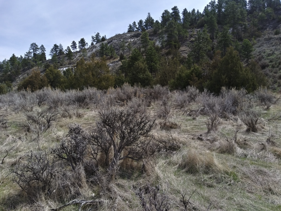 Wyoming big sagebrush