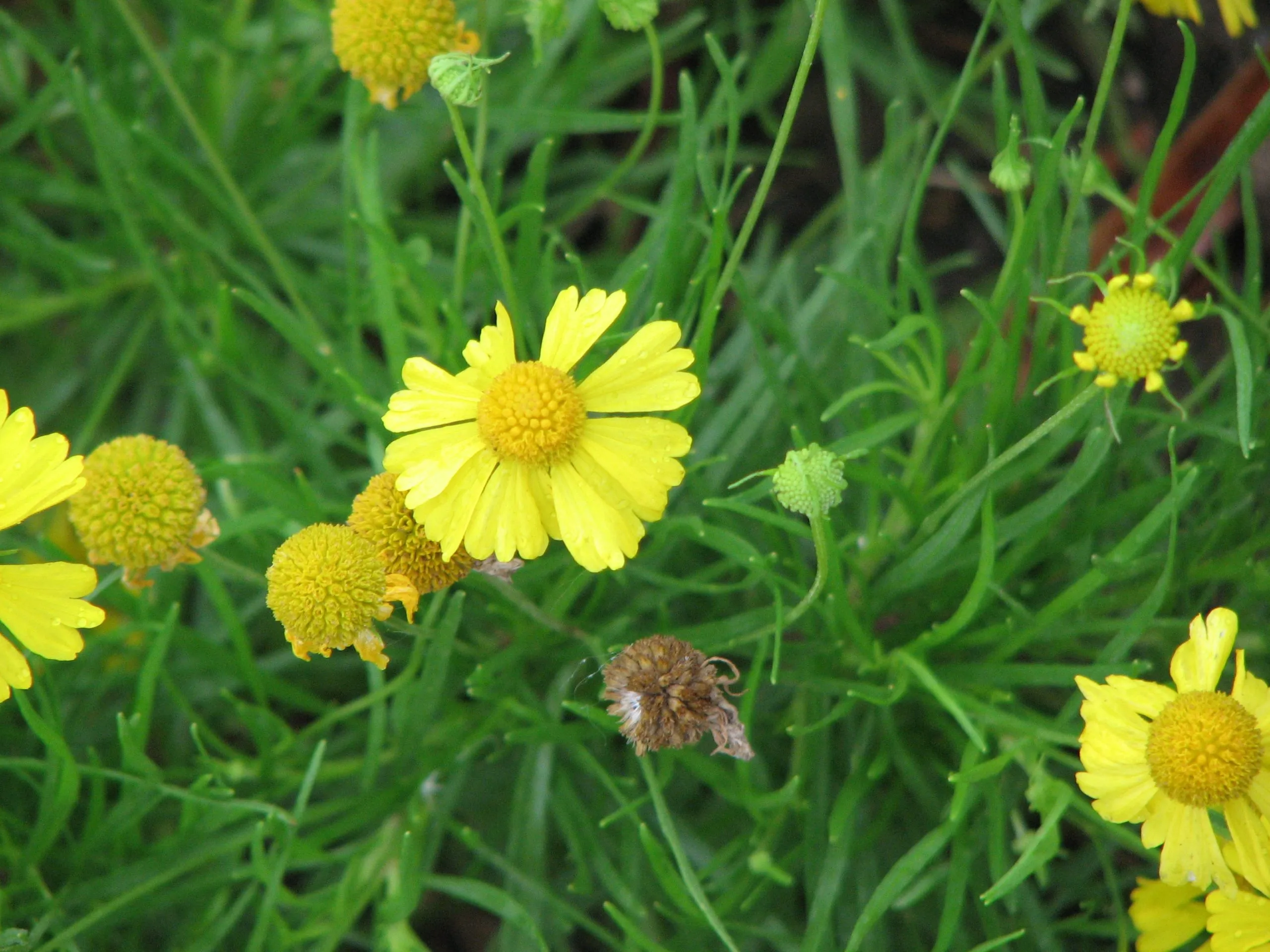 Sneezeweed