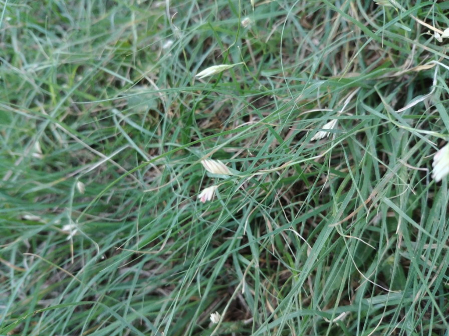 Buffalograss