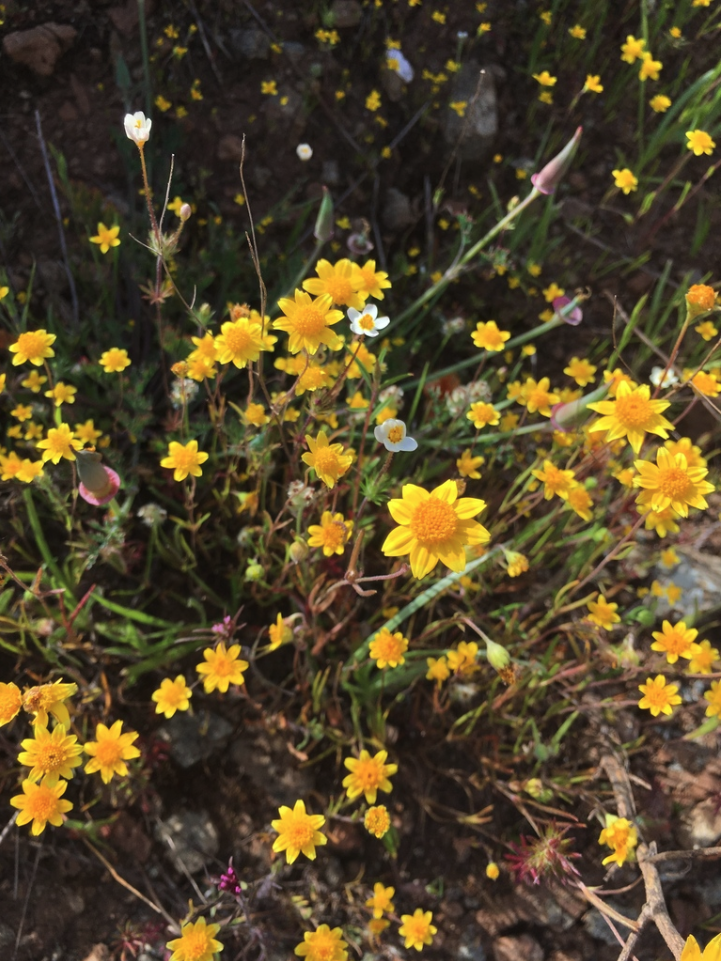 California Goldfields